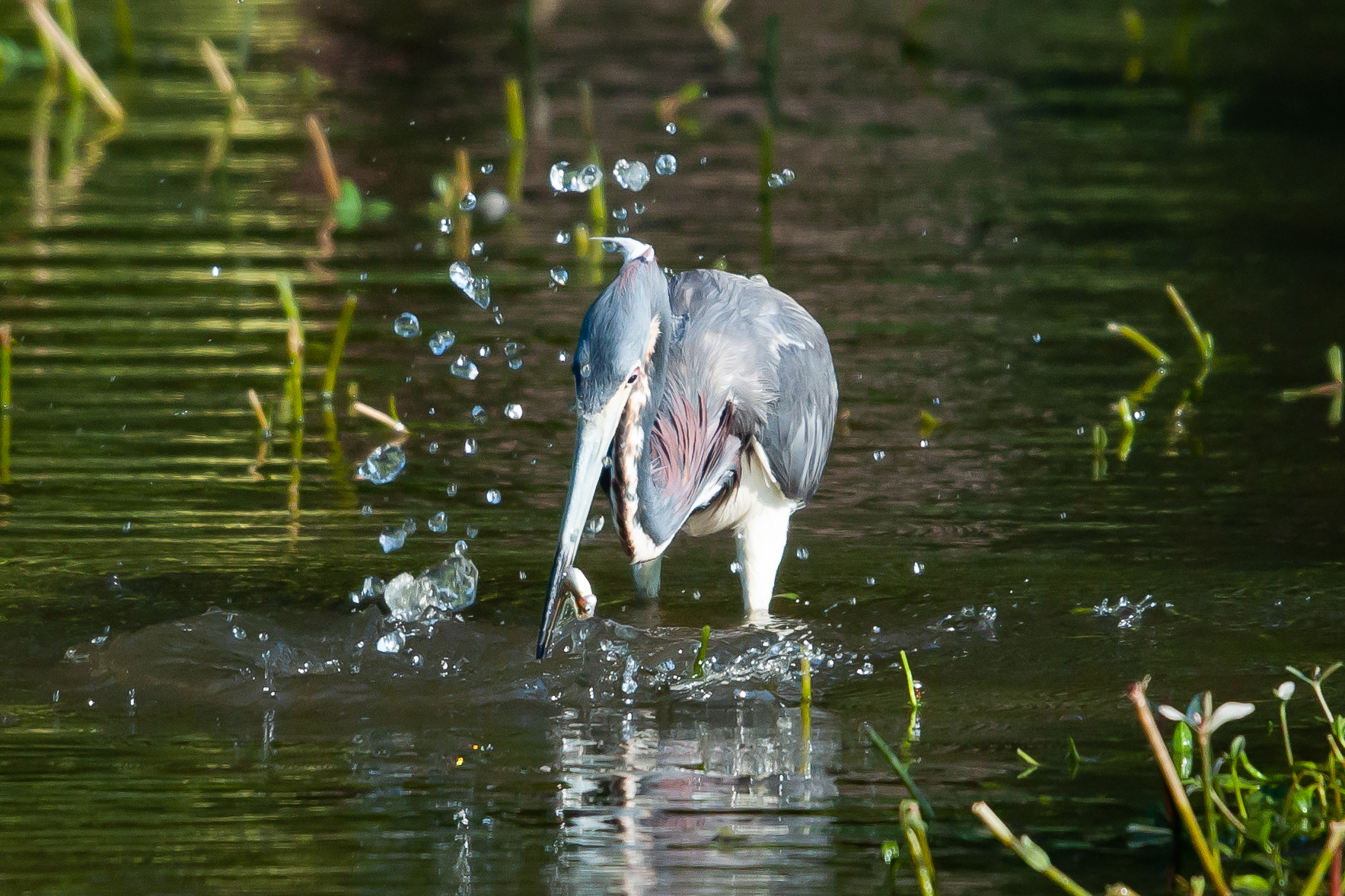 Photo of a Small Blue Heron with a fresh fish in its beak